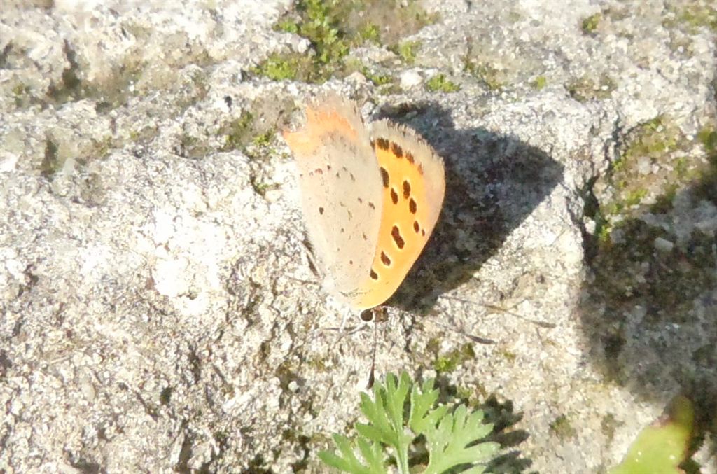 Lycaena phlaeas?
